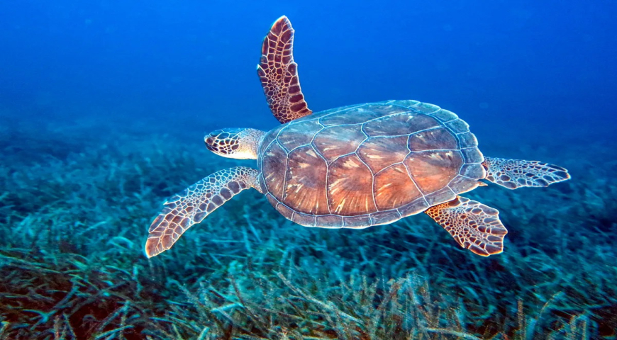 ALAGADİ KAPLUMBAĞA PLAJI